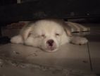 Pomeranian Puppy