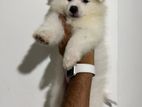 Pomeranian Puppy