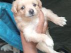Pomeranian Puppy