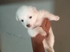 Pomanariyan Puppy