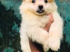 Pomeranian Puppy