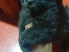 pomeranian puppy