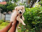 Pomeranian Puppy