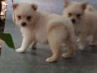 Pomeranian Puppy