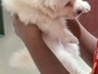 Pomeranian Puppy