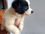 Pomeranian Puppy