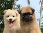 Pomeranian Puppy