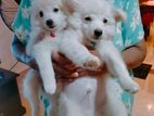Pomeranian Puppy