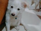 Pomeranian Puppy