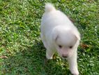 Pomeranian Puppy