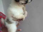 Pomeranian Puppies