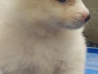 Pomeranian Puppy