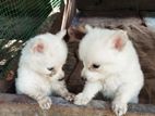 Pomeranian Puppies