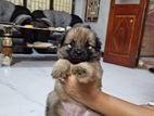 Pomeranian Puppy