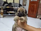 Pomeranian Puppy