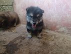Pomeranian Puppy