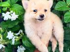 Pomeranian Puppy
