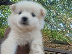 Pomeranian Puppy