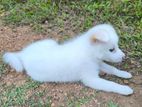 Pomeranian Puppy