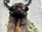 pomeranian puppy
