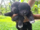 Pomeranian Puppy