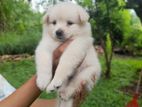 Pomeranian Puppy