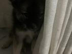 Pomeranian Puppy