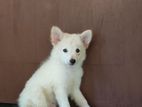 Pomeranian Puppy