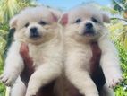 Pomeranian puppy