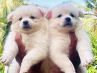 Pomeranian Puppies