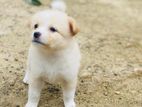 Pomeranian Puppy