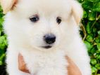 Pomeranian Puppy