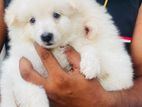 Pomeranian Puppy