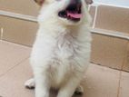 Pomeranian Puppy