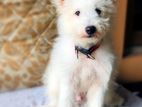 Pomeranian puppy