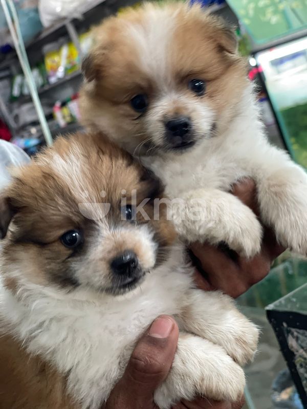 Fluffy Teacup Pomeranian Puppies For Sale Craigslist Pomeranian