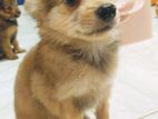 Pomeranian Puppy