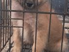 Pomeranian Puppy
