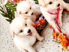 Pomeranian Puppy