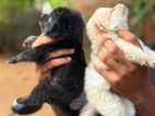 Pomeranian puppy