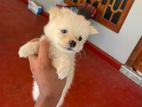 Pomeranian puppy