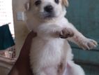 Pomeranian Puppy