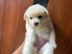 Pomeranian Puppys