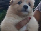Pomeranian Puppy's