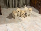 Pomeranian Puppy’s