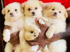 Pomeranian Puppys
