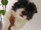 Pomeranian Puppies