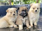 Pomeranian Puppys