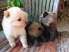 Pomeranian Puppys