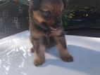 Pomeranian Puppies